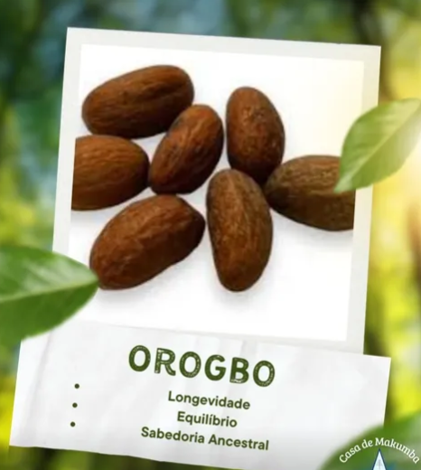 Orogbo — a fava da longevidade e do respeito ancestral