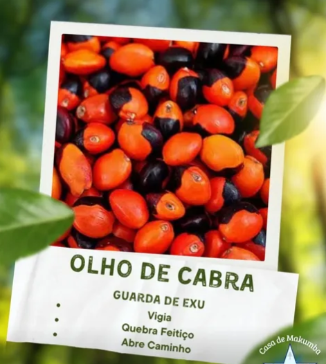 Fava Olho-de-Cabra — a guarda de Exu, a visão que enxerga o oculto.